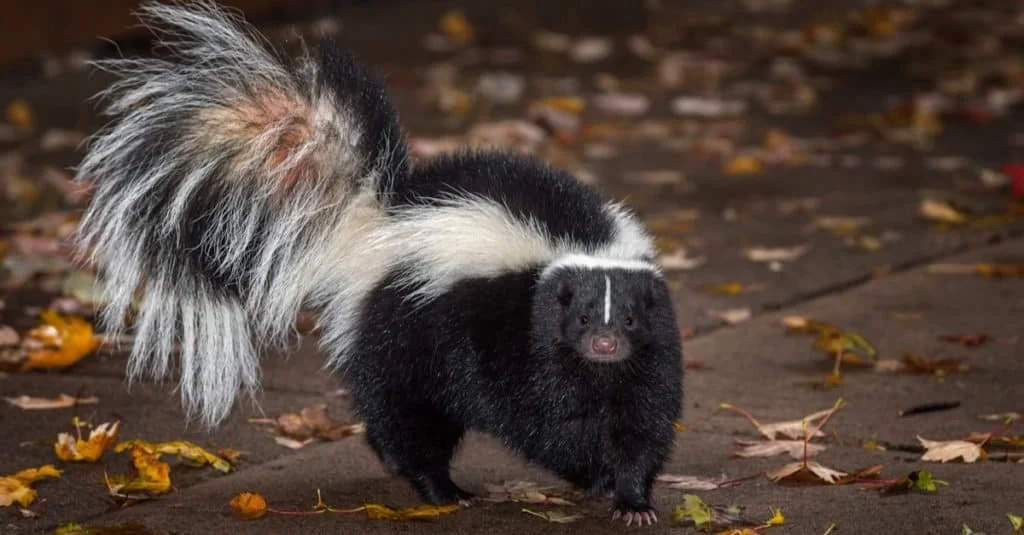 Disney Skunk Names