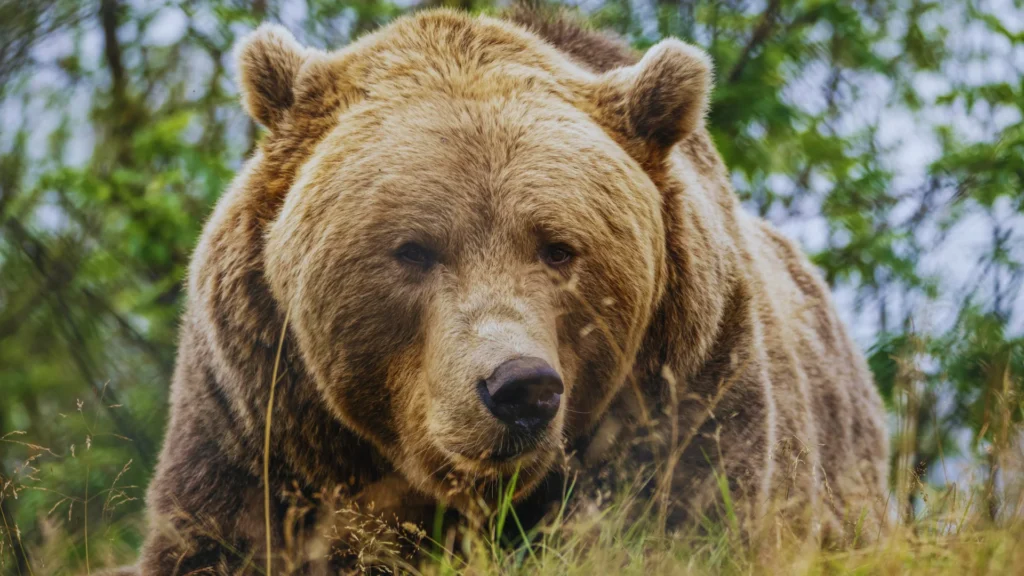 Enormous Bear Names