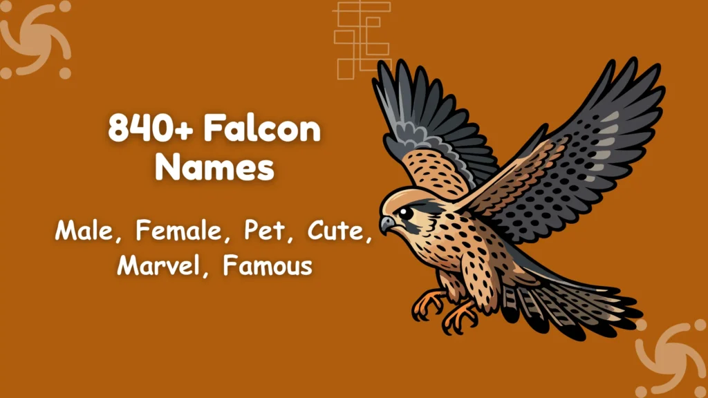 Falcon Names