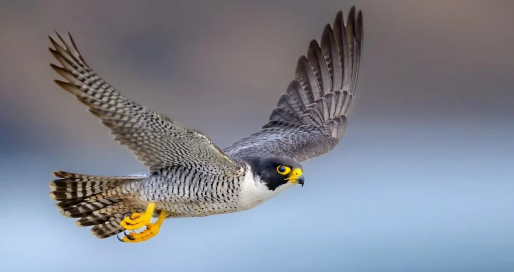 Famous Falcon Names