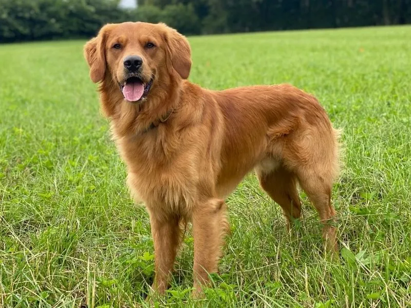 Famous Fictional Golden Retriever Names