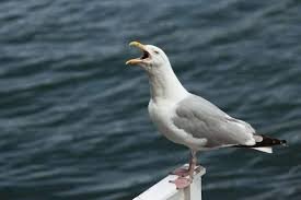 Famous Seagull Names