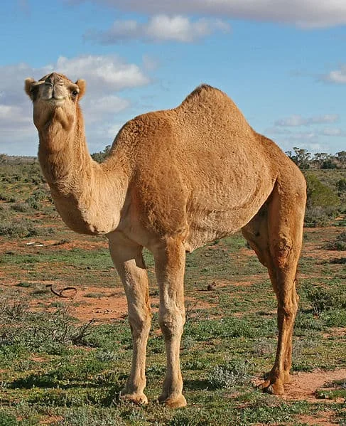 Farm Camel Names