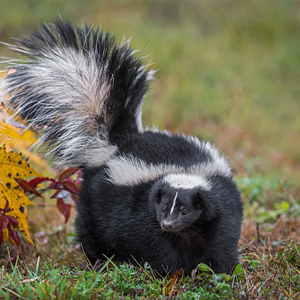 Female Skunk Names