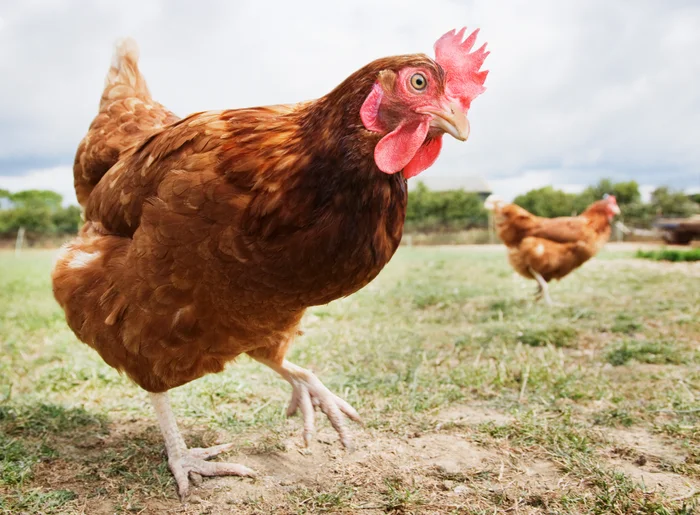 Fighting Chicken Names
