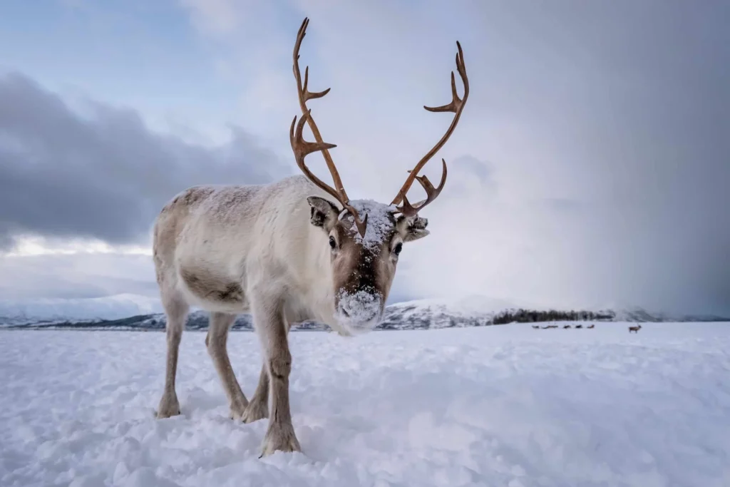 Frozen Reindeer Names
