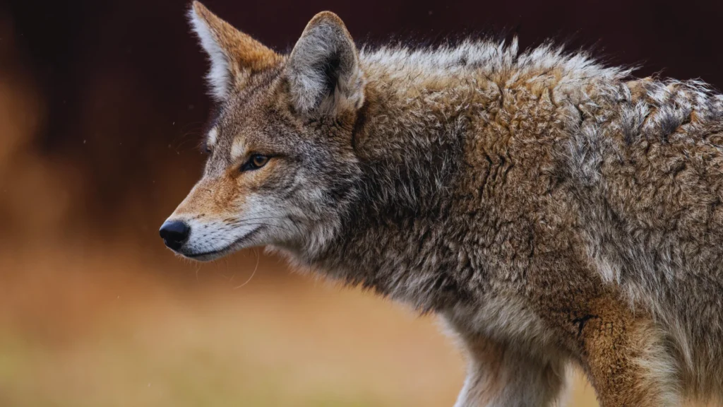 Funny Coyote Names