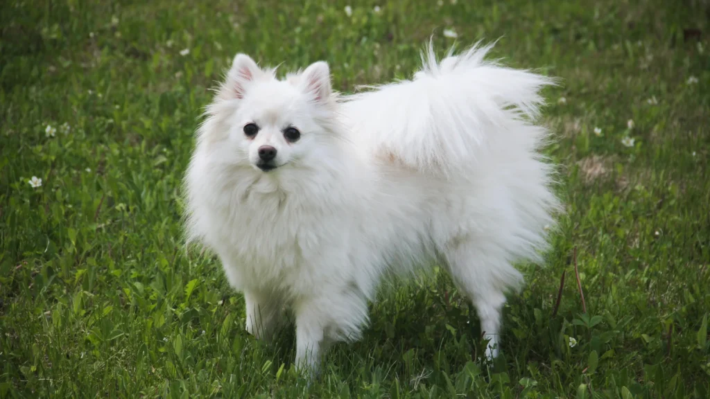 Funny Eskimo Dog Names