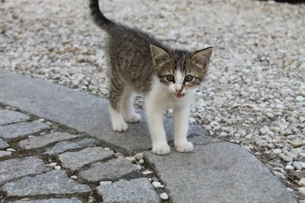 Funny Kitten Names