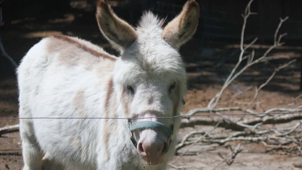 Funny Mule Names