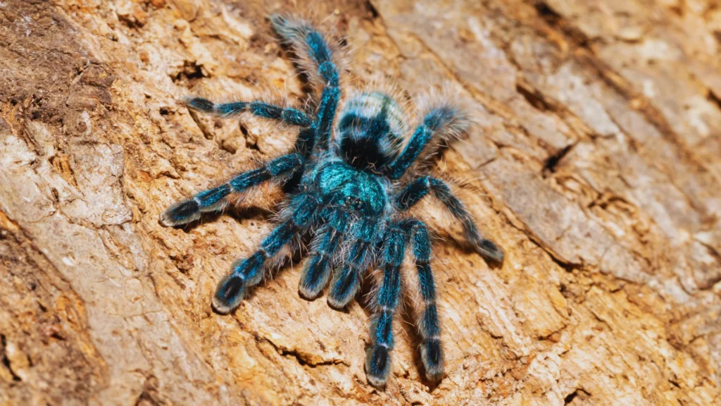 Funny Tarantula Names