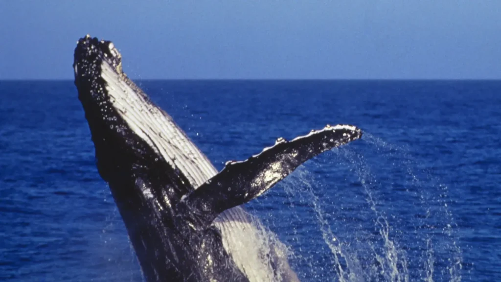 Giant Whale Names
