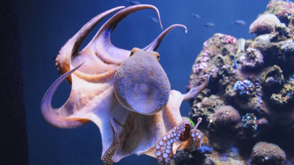 Good Squid Names