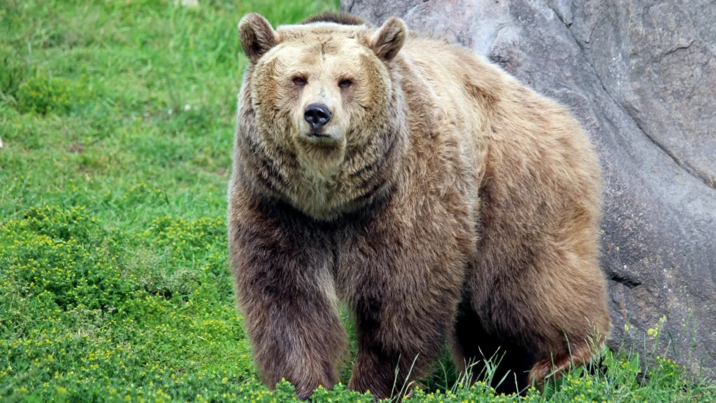 Grizzly Bear Names