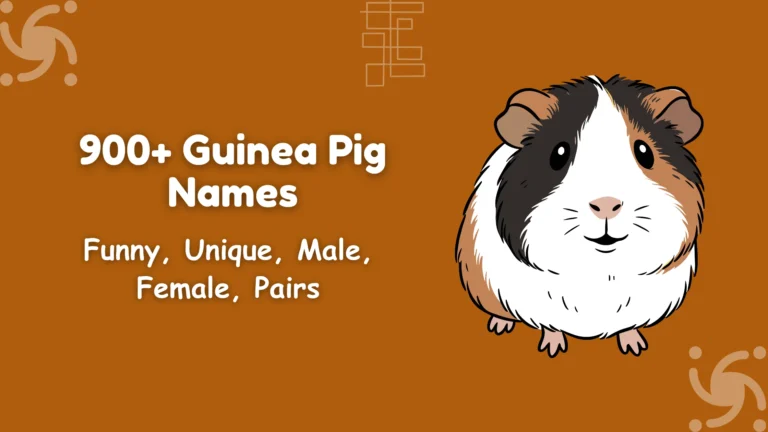 Guinea Pig Names