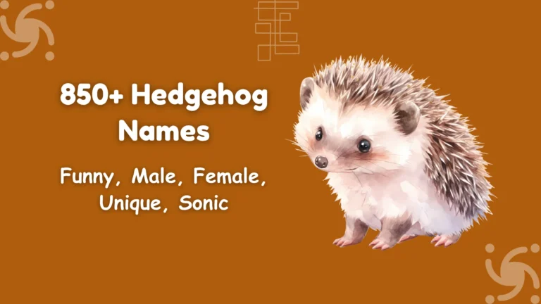 Hedgehog Names