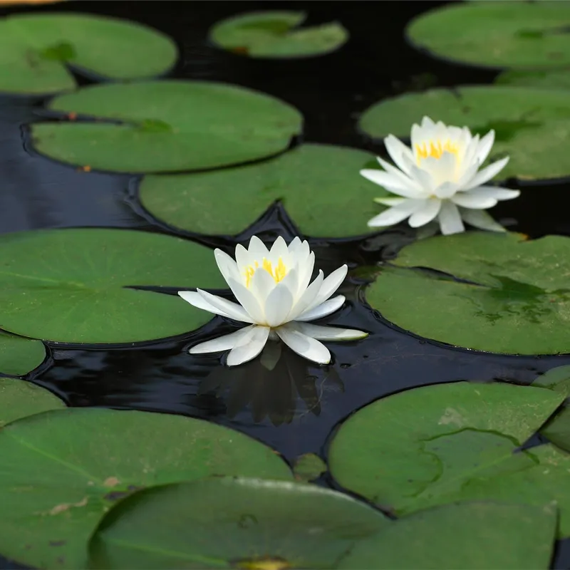 Hidden Lily Names