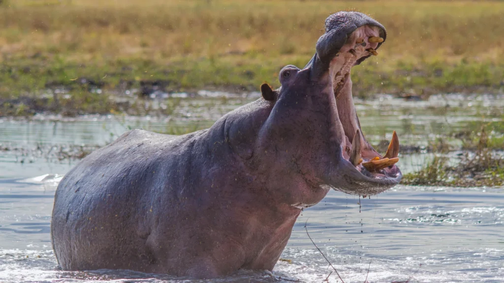 Hippo Pet Names