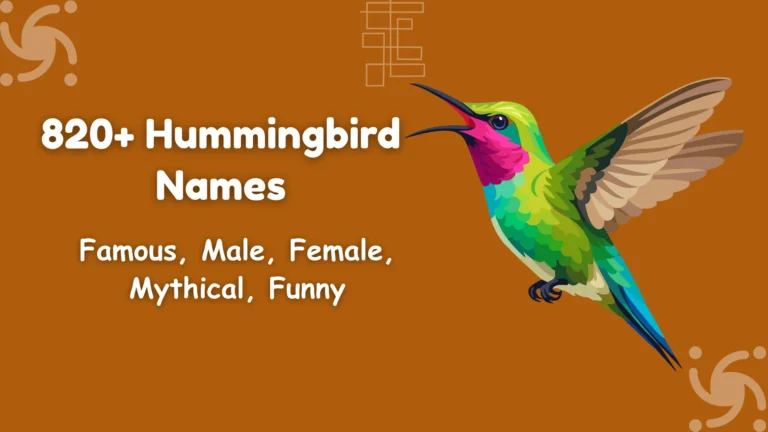 Hummingbird Names