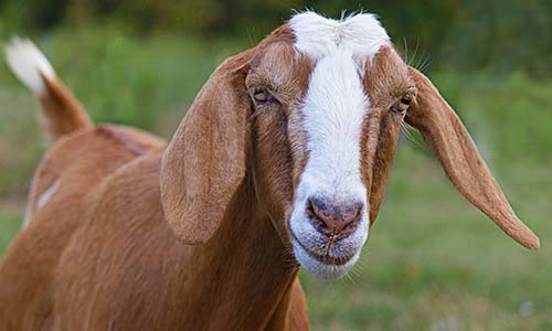 Irish Goat Names