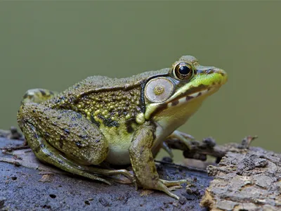 Leopard Frog Names