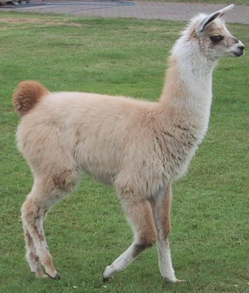 Llama Names Minecraft