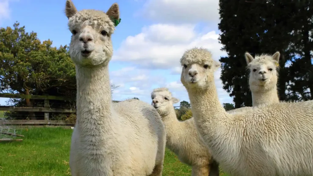 Llama Pet Names