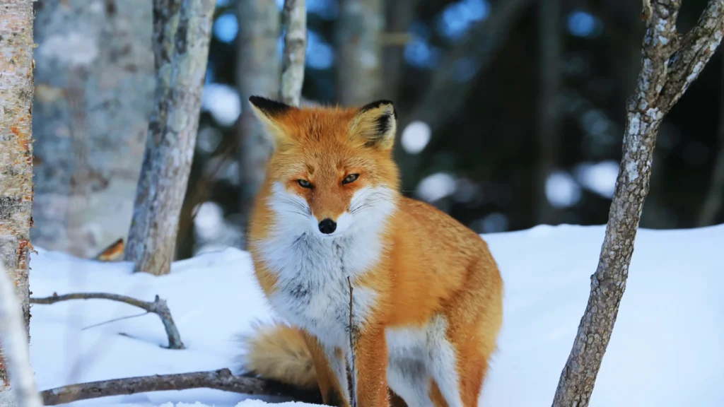 Magical Fox Names