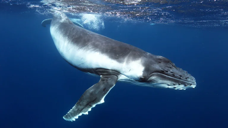 Male Whale Names