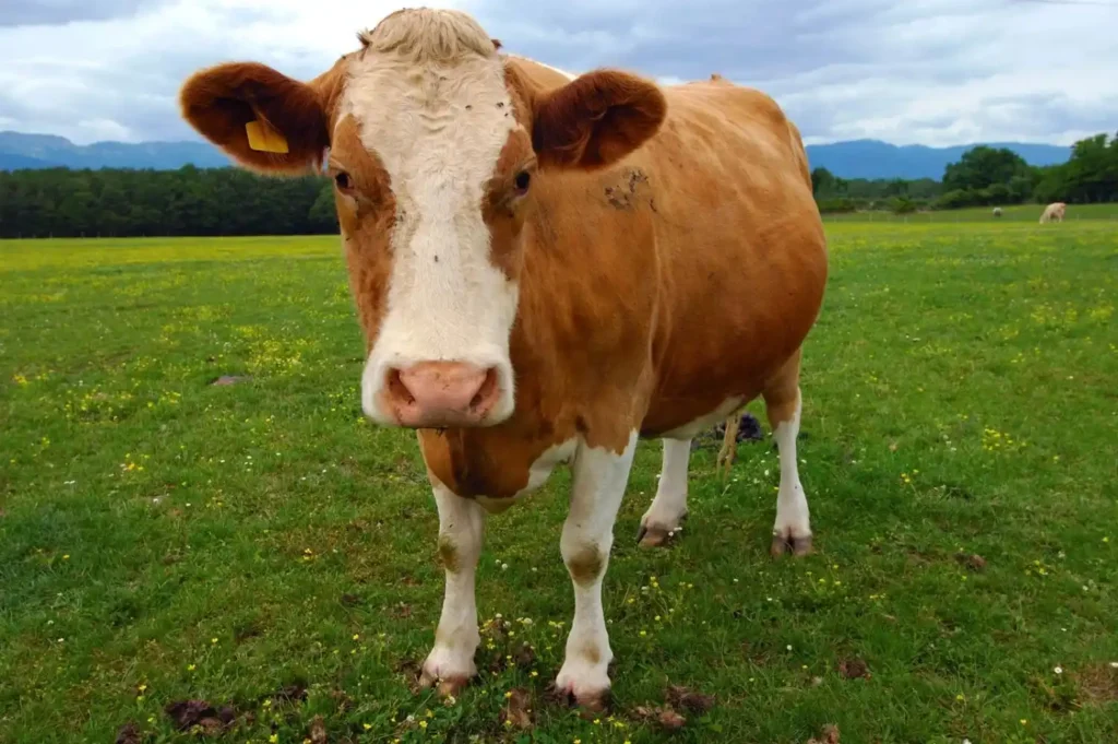 Mexican Cow Names