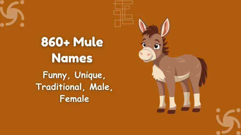 Mule Names