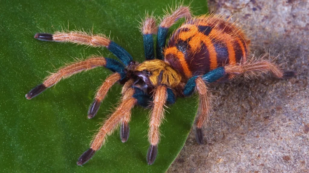 Mythical Tarantula Names