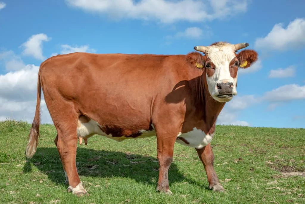 Names for Cows
