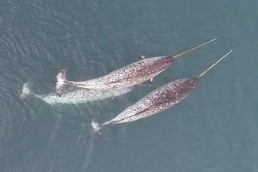 Narwhal Nicknames