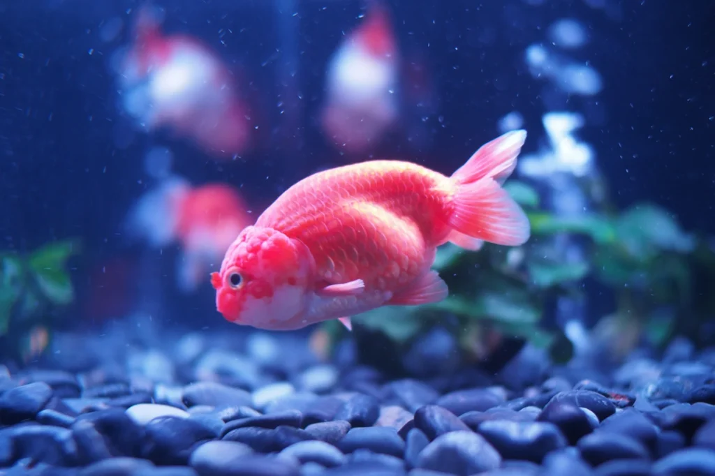 Nature-Inspired Pink Fish Names