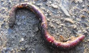Nicknames for Worm