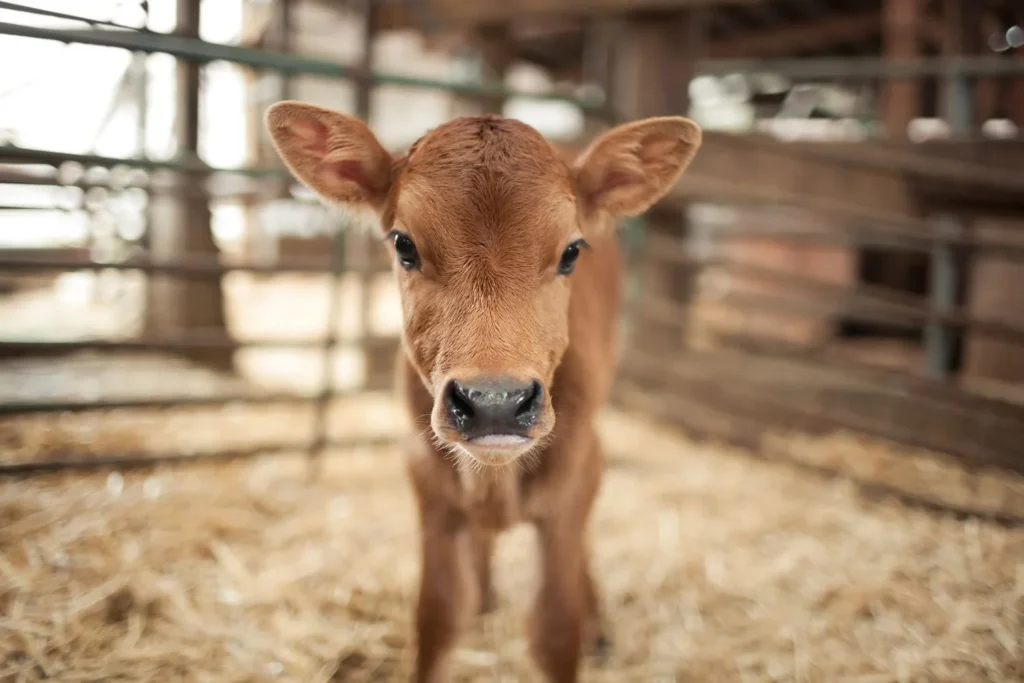 Pet Calf Names