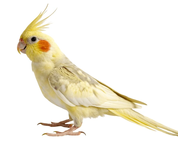 Pet Cockatiel Names