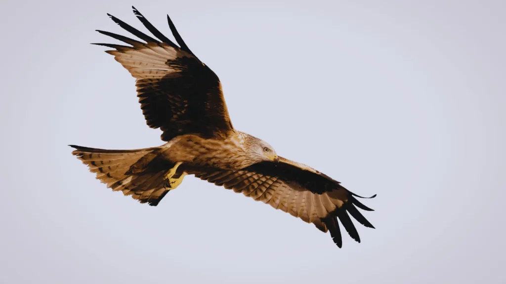 Pet Hawk Names