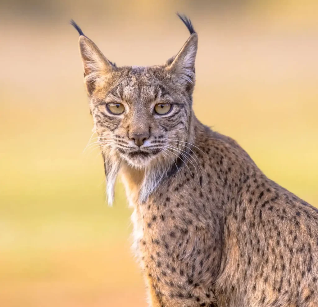 Pet Lynx Names
