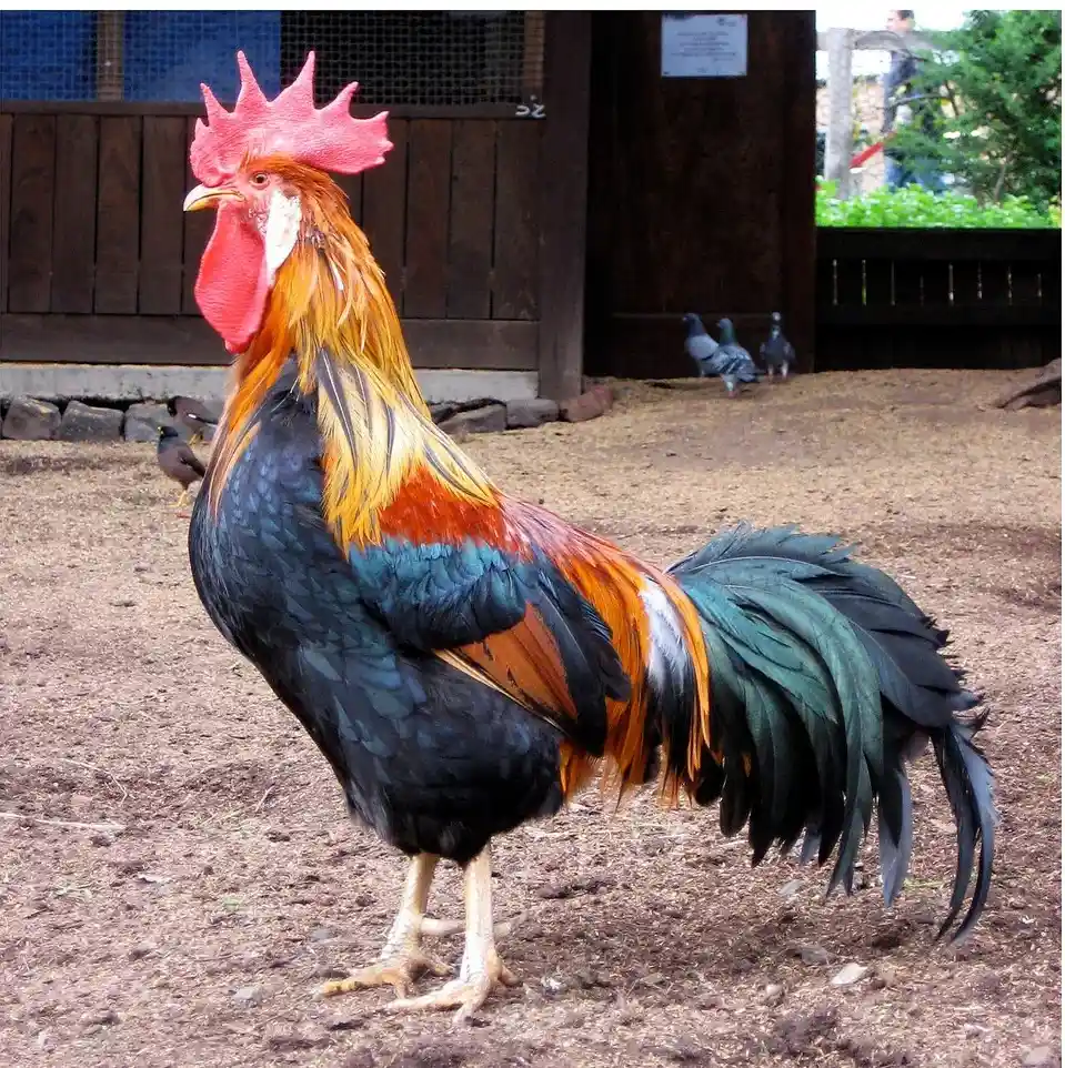 Pet Rooster Names