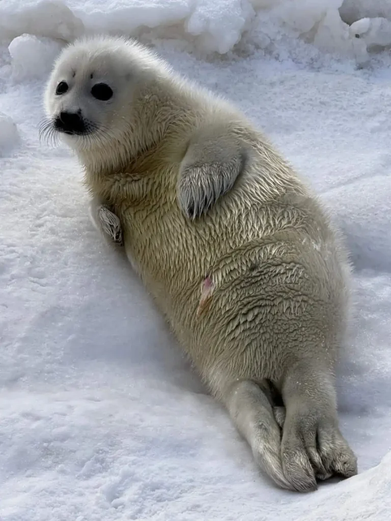 Pet Seal Names