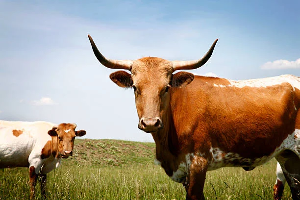 Pet Steer Names