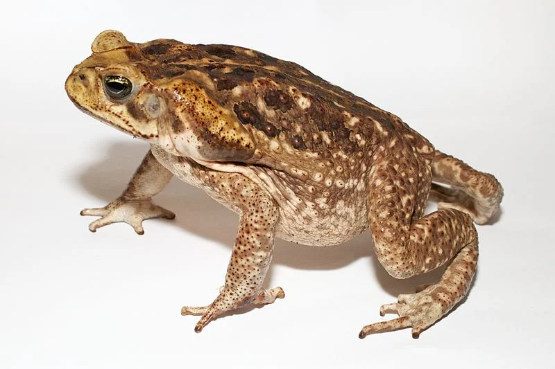 Pet Toad Names