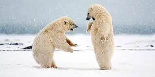 Polar Bear Names for Minecraft