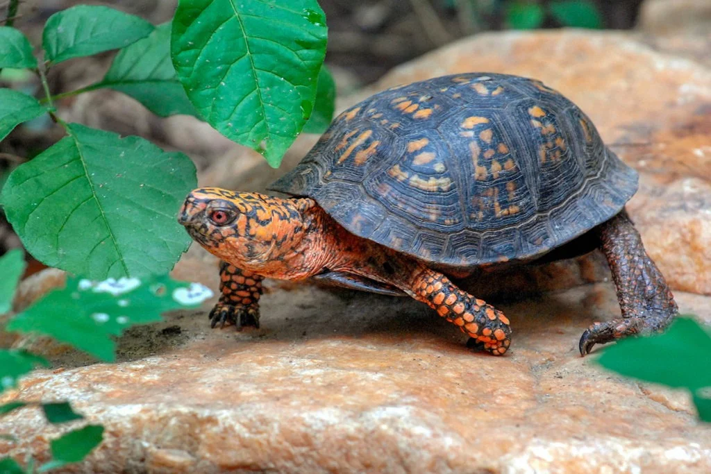 Pop Culture-Inspired Turtle Names