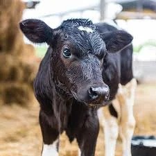 Popular Names for Calves