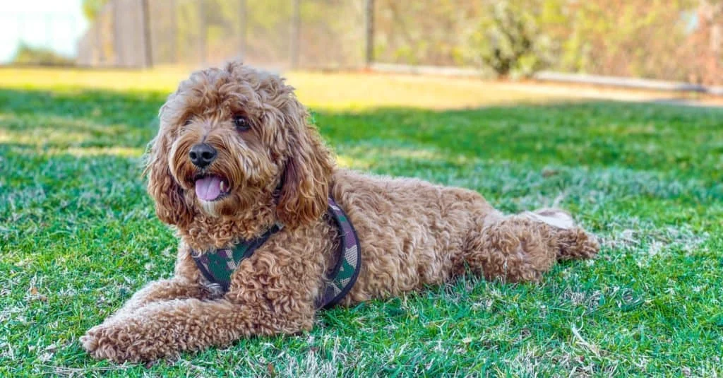 Popular Names for Cavapoos