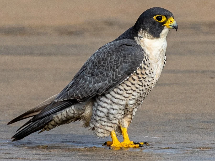 Popular Names for Falcons
