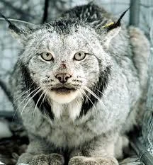 Popular Names for Lynx